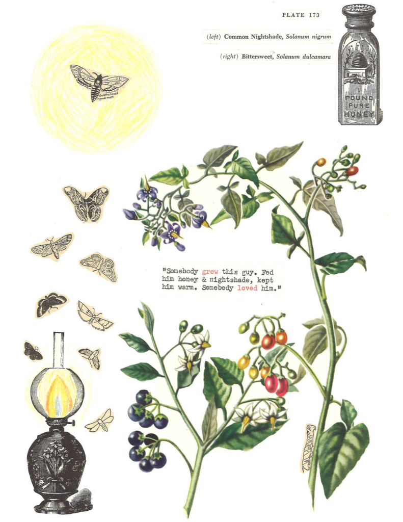 “(nightshade & bittersweet / plate 173)” by Lindsay Lusby